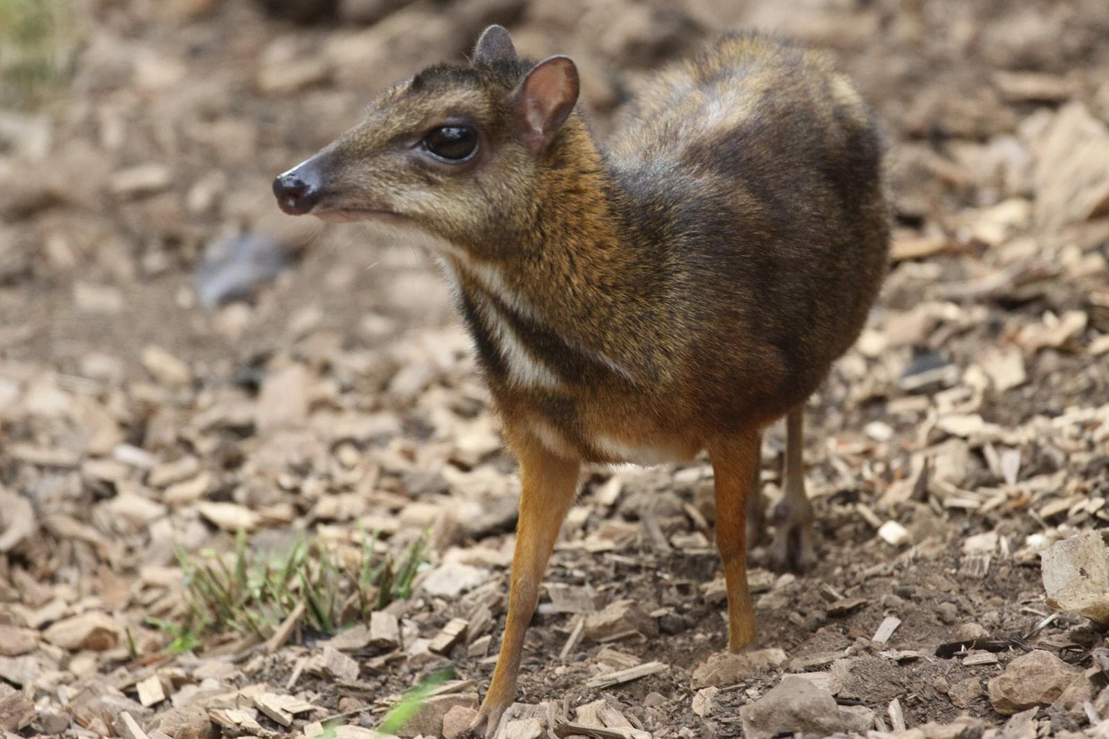 Lesser Mouse-deer — 1/3