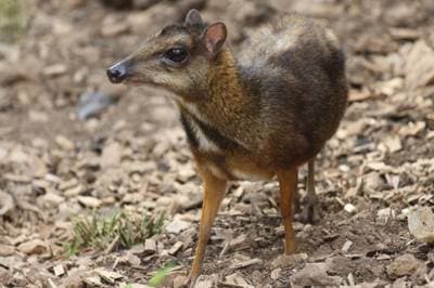 Lesser Mouse-deer