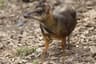 Lesser Mouse-deer