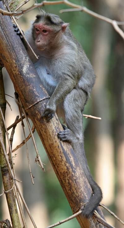Cynomolgus Macaque