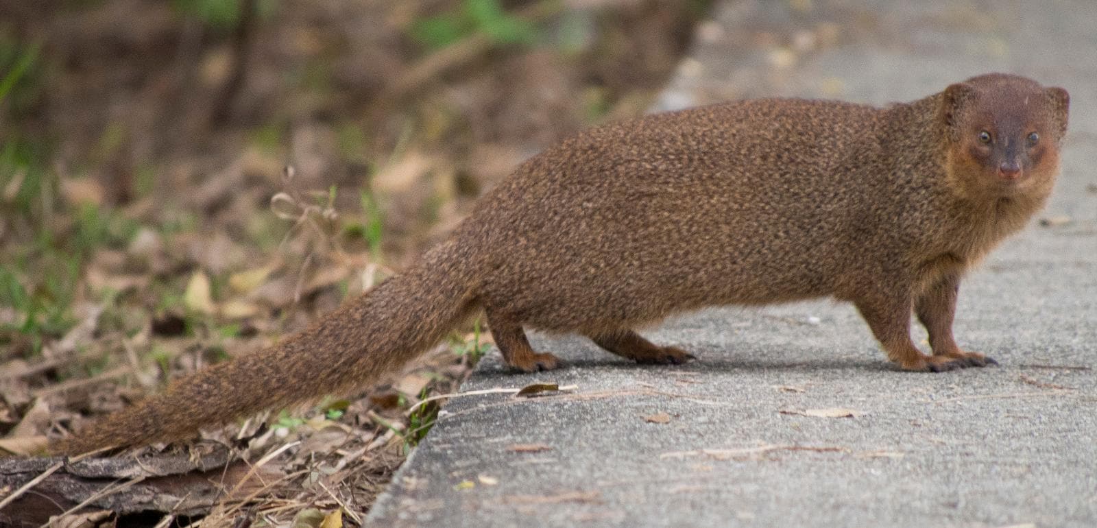 Javan Mongoose — 3/3