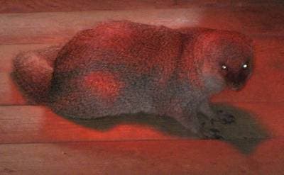 Javan Mongoose