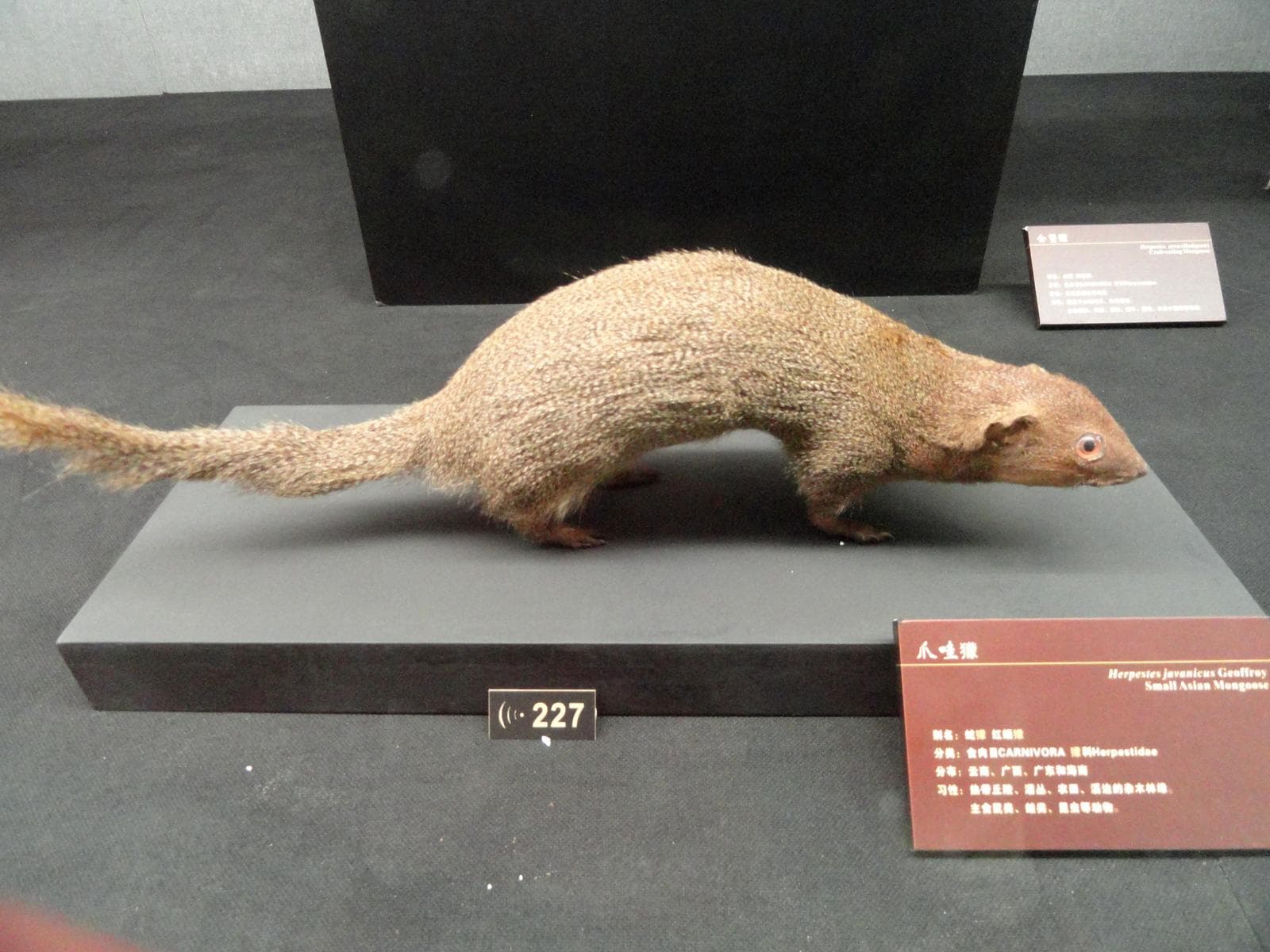 Javan Mongoose — 2/3