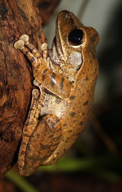 Java Whipping Frog