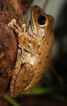 Java Whipping Frog