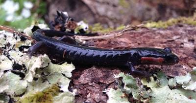 Jordan's Salamander