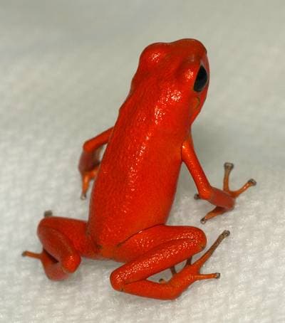 Strawberry Poison Dart Frog