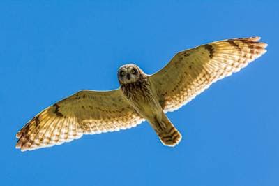Short-eared Owl