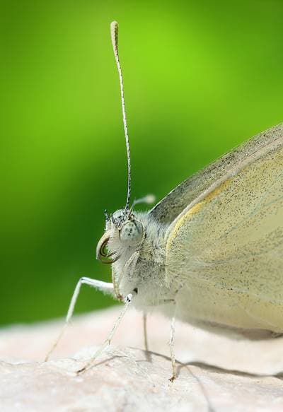 Cabbage White