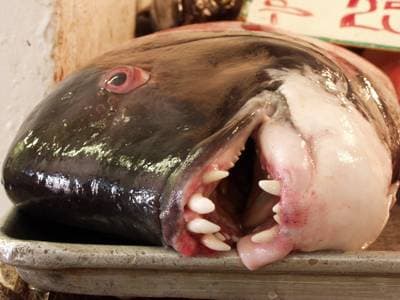 California sheephead