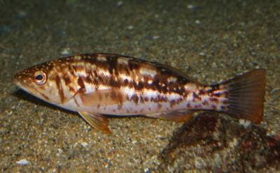 Kelp Bass
