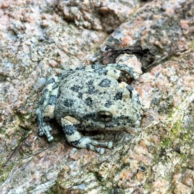 California Treefrog