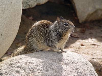 California Ground Squirrel
