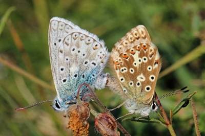 Chalkhill Blue