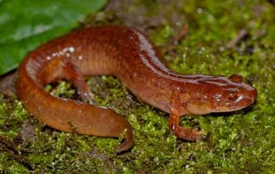 Spring Salamander
