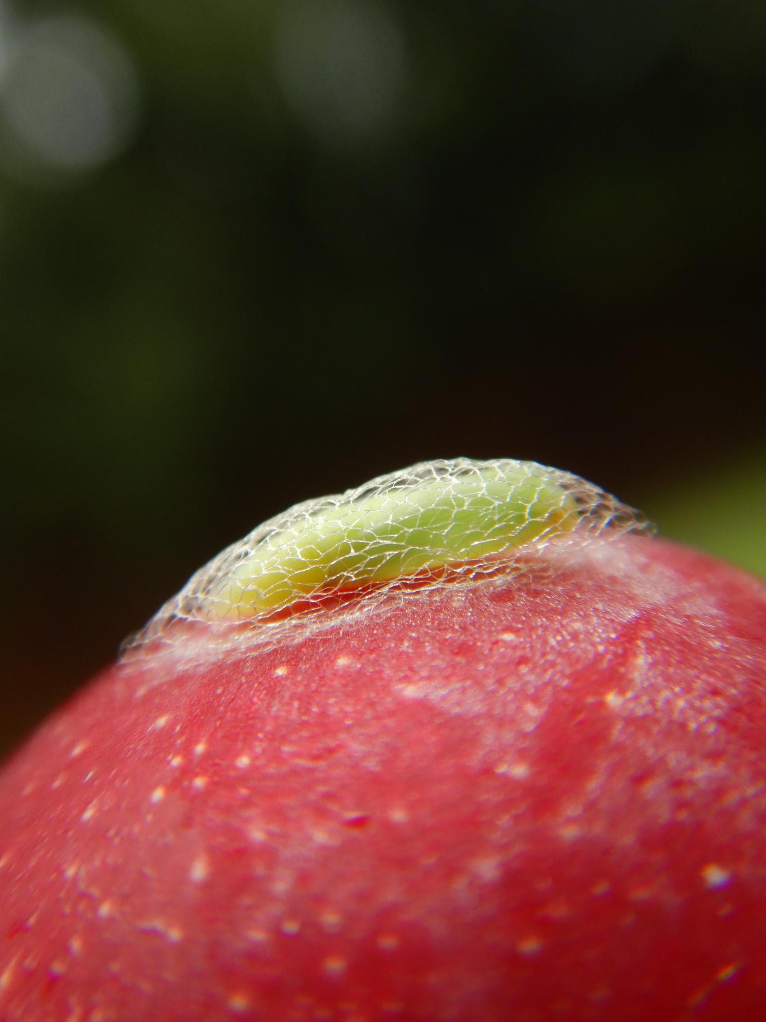Diamondback Moth — 2/3