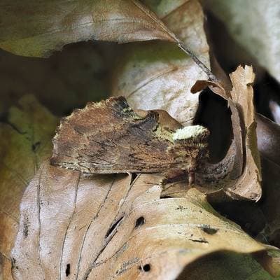 Coxcomb Prominent