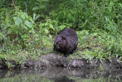 North American Beaver