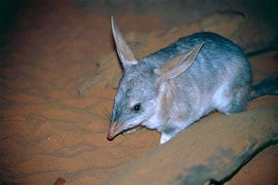 Greater Bilby