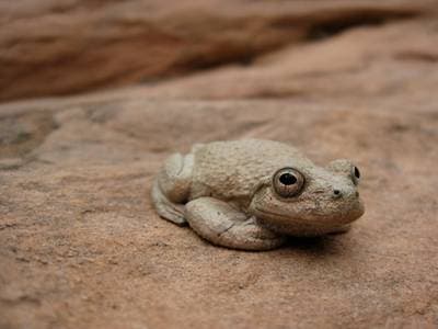 Canyon Treefrog