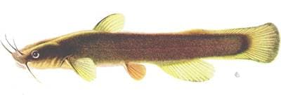 Margined Madtom