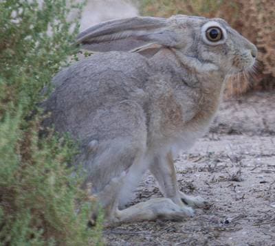 Cape Hare