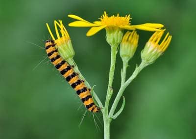 Cinnabar Moth