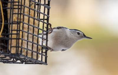 White-breasted Nuthatch