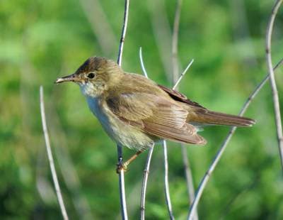 Marsh Warbler