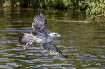 Caspian Gull
