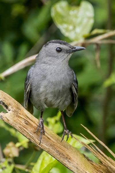 Gray Catbird