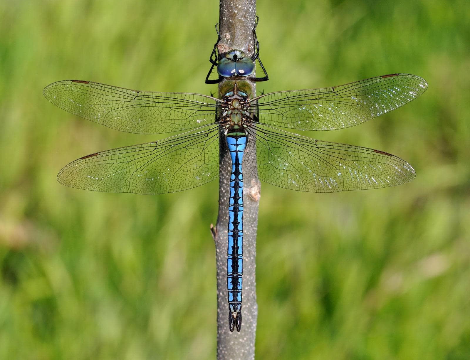 Blue Emperor — 1/3