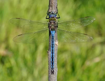 Blue Emperor