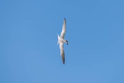 Sandwich Tern