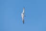 Sandwich Tern
