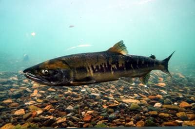 Chum Salmon
