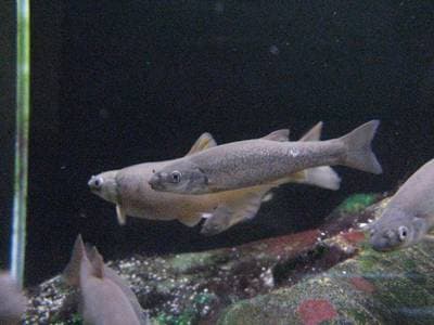 Chinese minnow