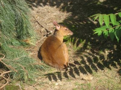 Chinese Muntjac