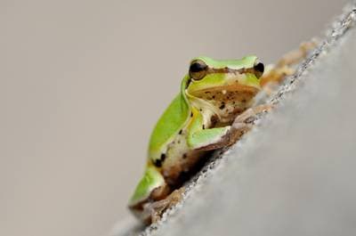 Common Chinese Treefrog