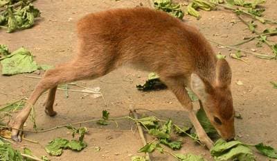 Chinese Water Deer