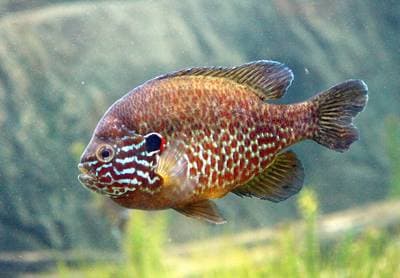 Pumpkinseed