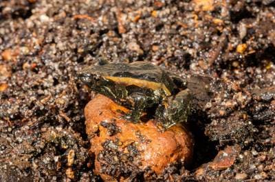Clicking Froglet
