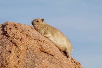 Cape hyrax
