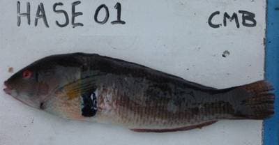 Rock wrasse