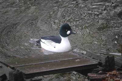 Common Goldeneye