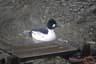 Common Goldeneye