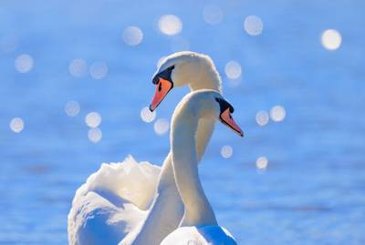 Mute Swan