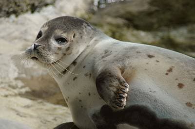 Harbor Seal