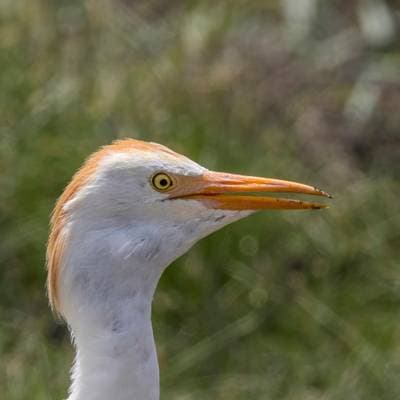 Cattle Egret