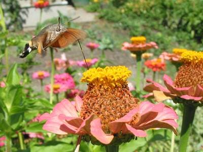 Hummingbird Hawkmoth